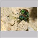 Chrysis viridula - Goldwespe 11a Paarung Tongrube-OS-Wallenhorst.jpg